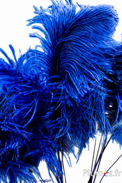 Panicule struisvogel - 35-40 cm - blauw-natuurlijk grijs